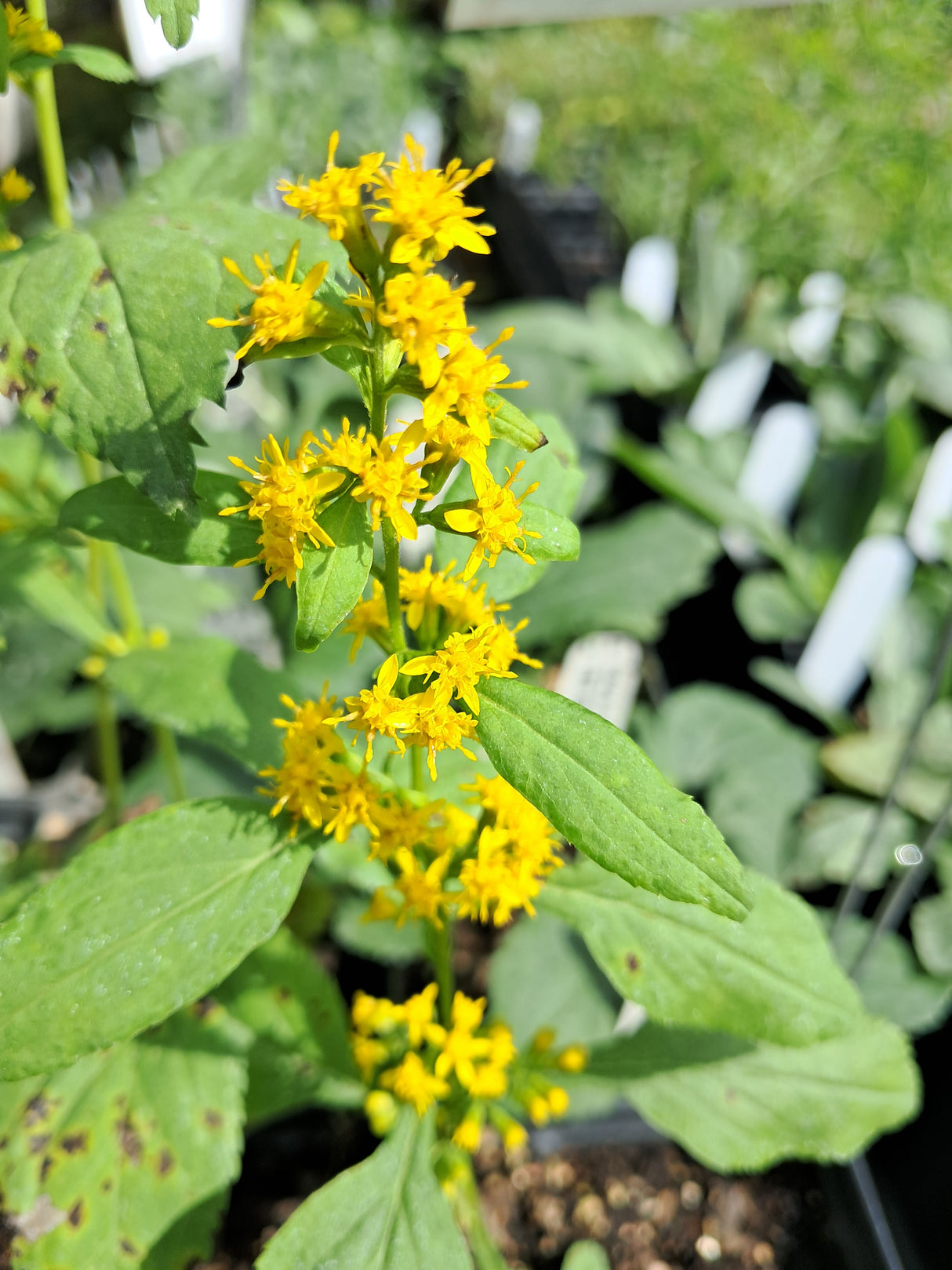 Goldenrod, Zigzag