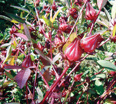 Seeds Thai Red Early Roselle