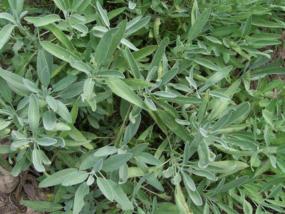 Seeds Sage, Common