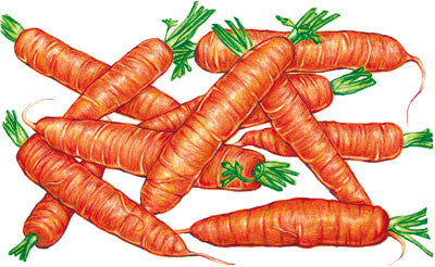 Seeds Carrot, Scarlet Nantes