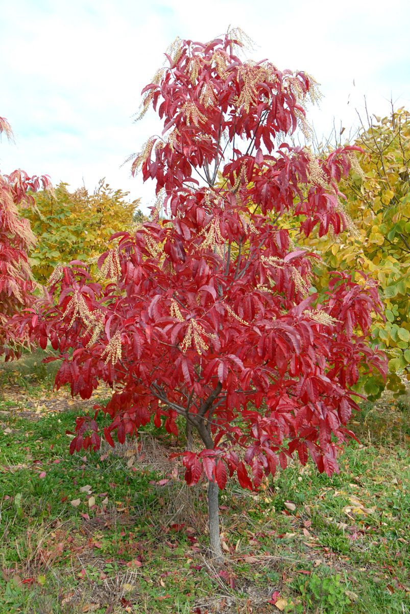 Sourwood Native Tree For Sale – The Farm Connection