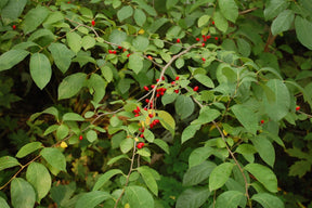 Spicebush Bare Root Native Shrub For Sale