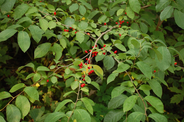 Spicebush Native Shrub Tree For Sale