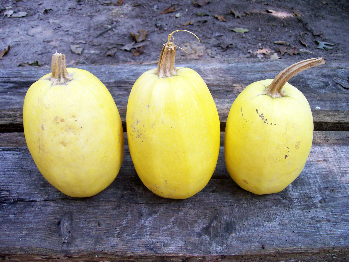 Seeds Squash, Spaghetti Squash