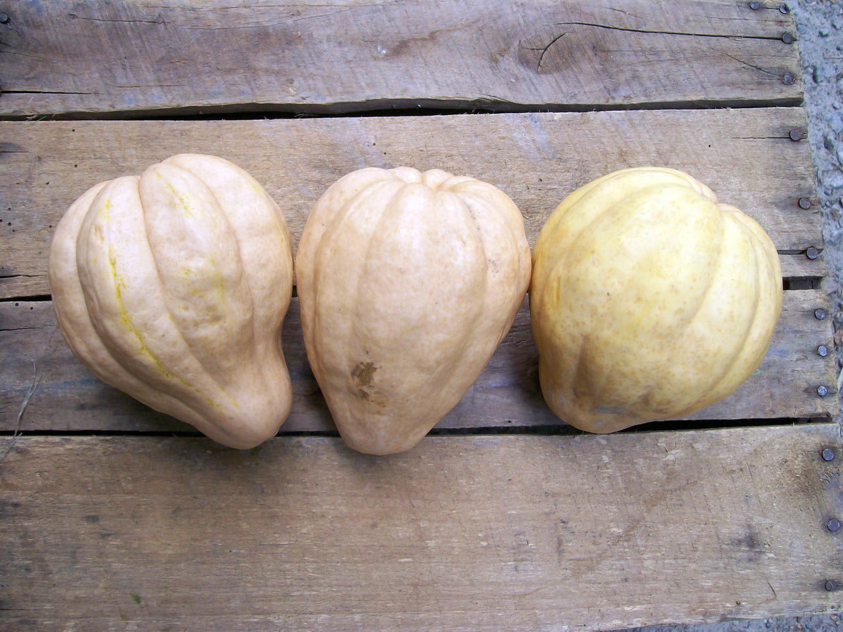 Seeds Squash, Thelma Sanders' Sweet Potato