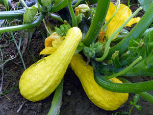 Seeds, Squash Yellow Crookneck