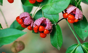 Strawberry Bush Native Shrub Tree For Sale