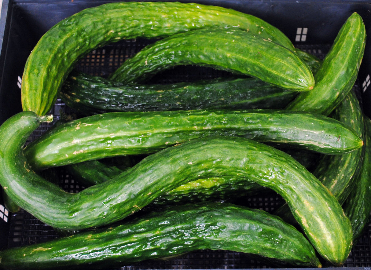 Seeds Cucumber, Suyo Long