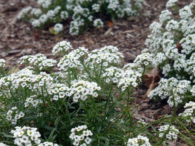 Seeds Sweet Alyssum