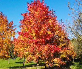 Sweetgum Bare Root Native Tree For Sale