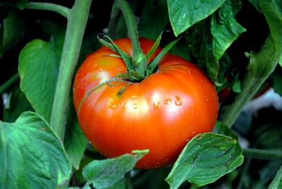 Seeds, OTV Brandywine Tomato