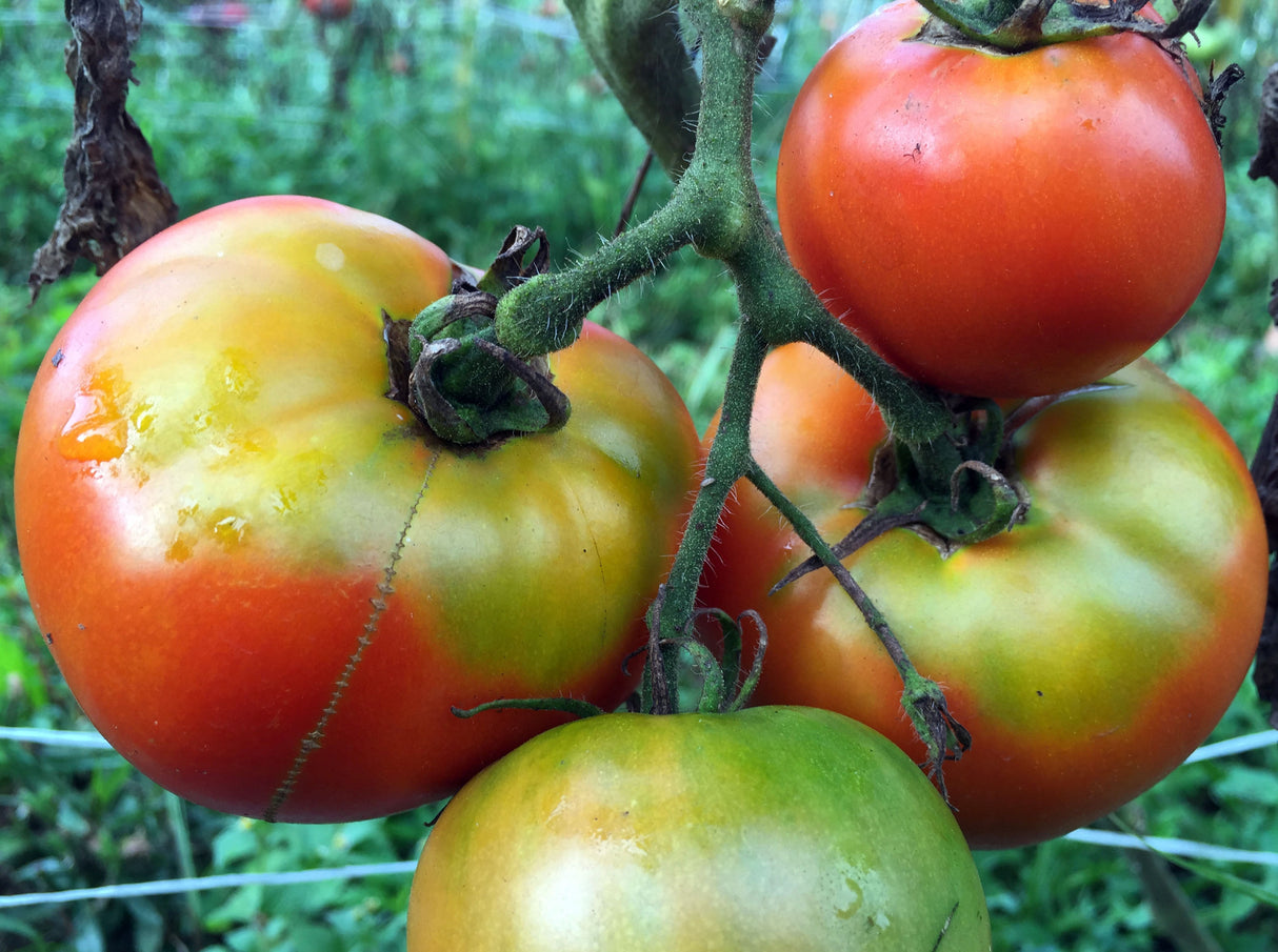 Seeds Tomato, Marglobe VF (Marglobe Improved)