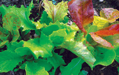 Seeds Lettuce, Wild Garden Lettuce Mix