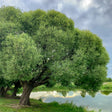 Black Willow Tree For Sale