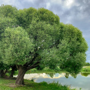 Black Willow Tree For Sale