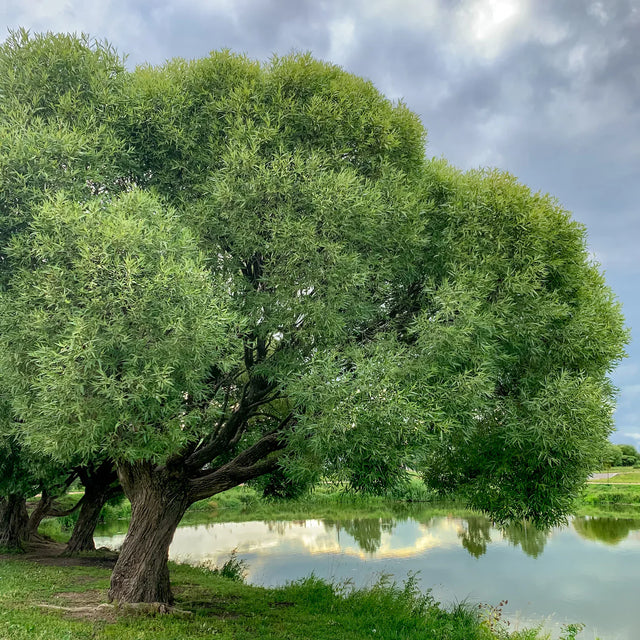 Black Willow Tree For Sale