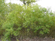 Sandbar Willow Tree For Sale