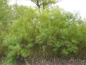 Sandbar Willow Tree For Sale