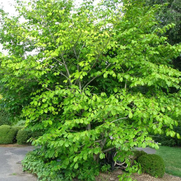 Witchhazel Native shrub Tree For Sale