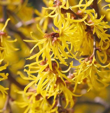 Vernal Witchhazel Native Shrub Tree For Sale