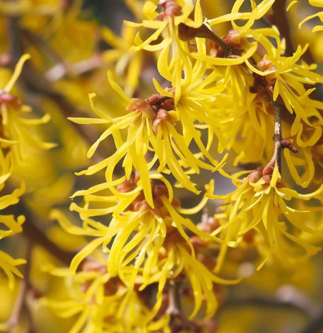 Vernal Witchhazel Native Shrub Tree For Sale