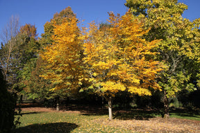 Yellowwood Native Tree For Sale