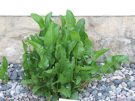 Bare Root Horseradish For Sale